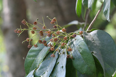 Sterculia balanghas